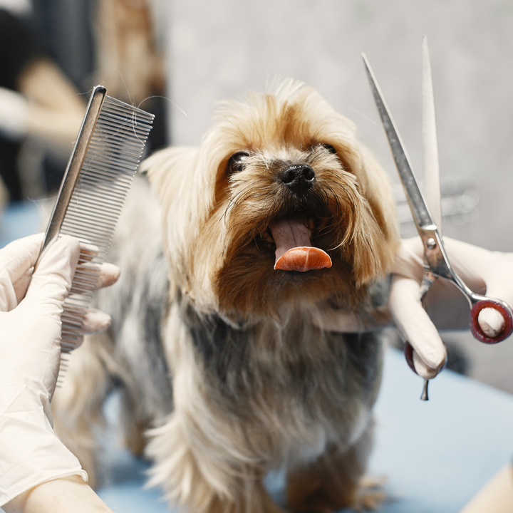 Pet Grooming Supplies