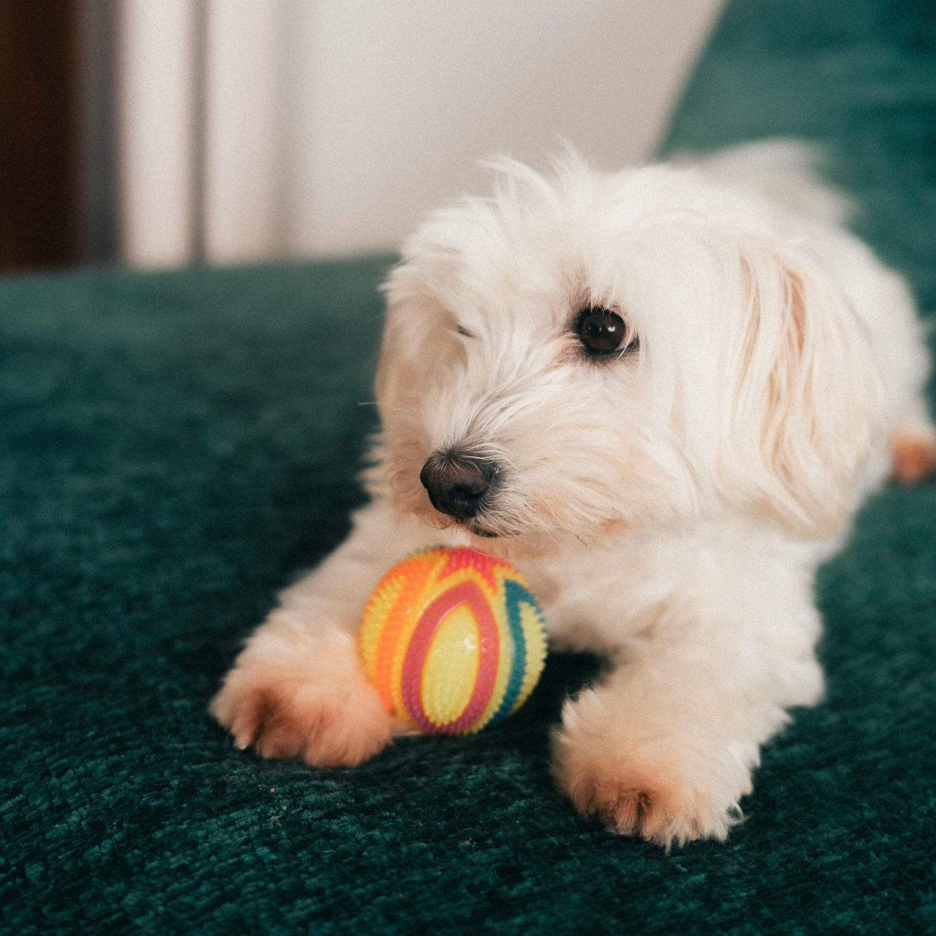 Pet Toys