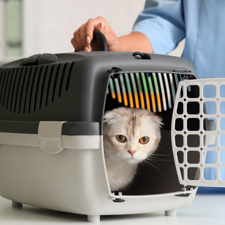 Pet Carriers & Travel Accessories