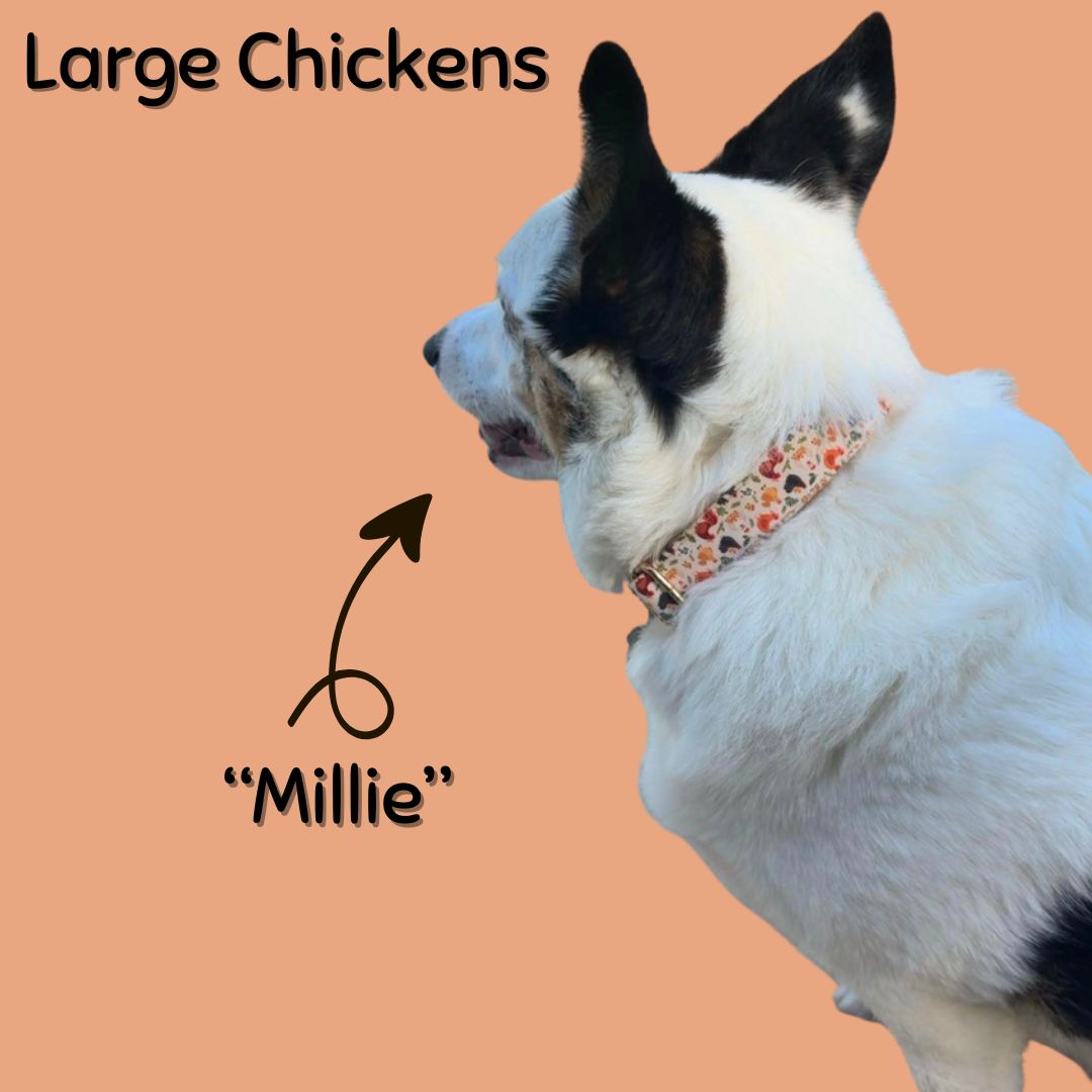 Boop Town Soft Cotton Dog Collar Adjustable Durable Gold Hardware