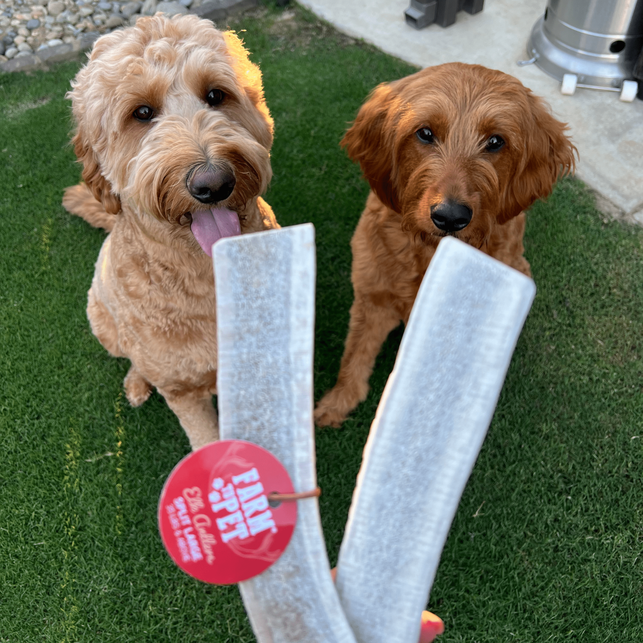 Elk Antler Dog Chews | All-Natural Whole and Split Chews for Dogs