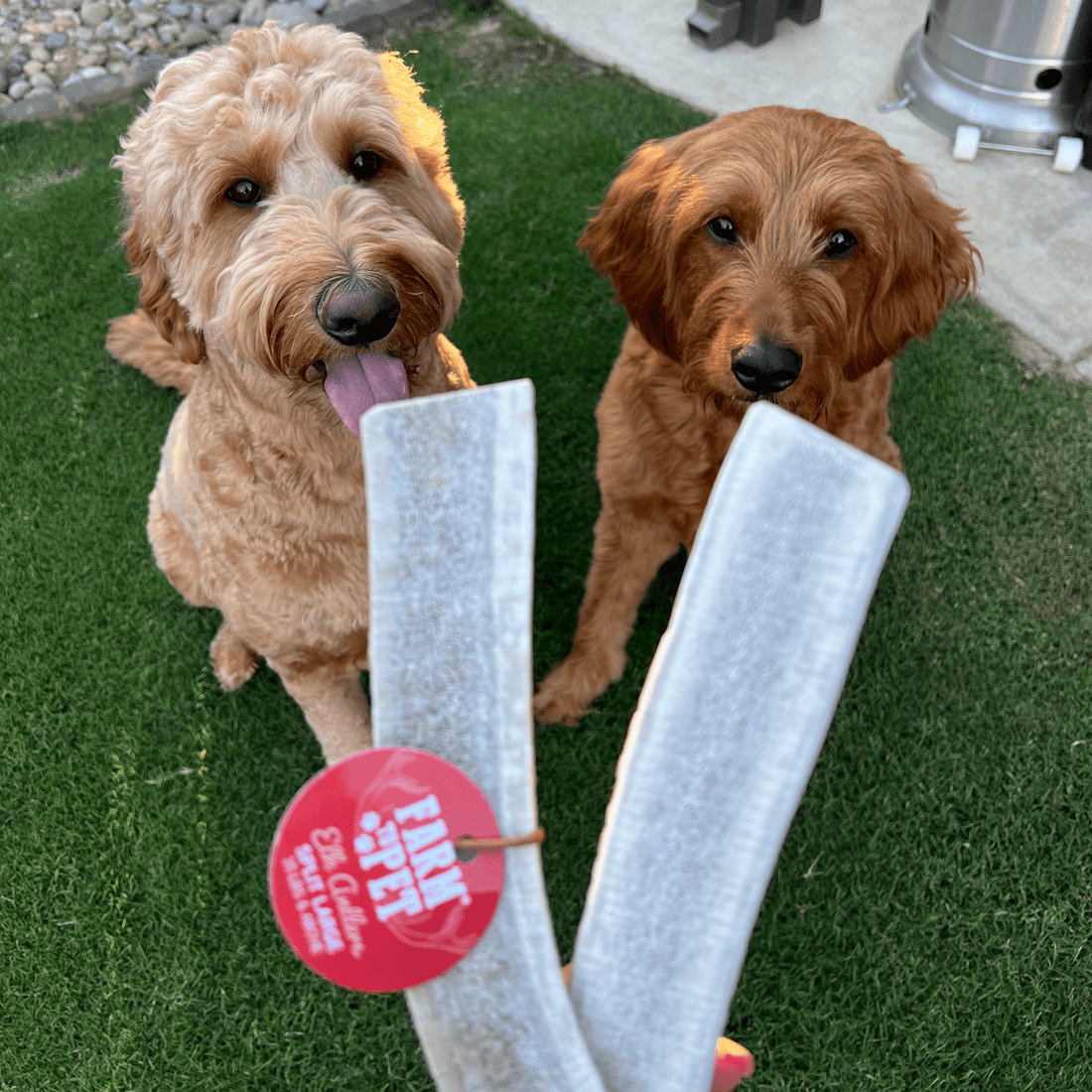 Elk Antler Dog Chews | All-Natural Whole and Split Chews for Dogs