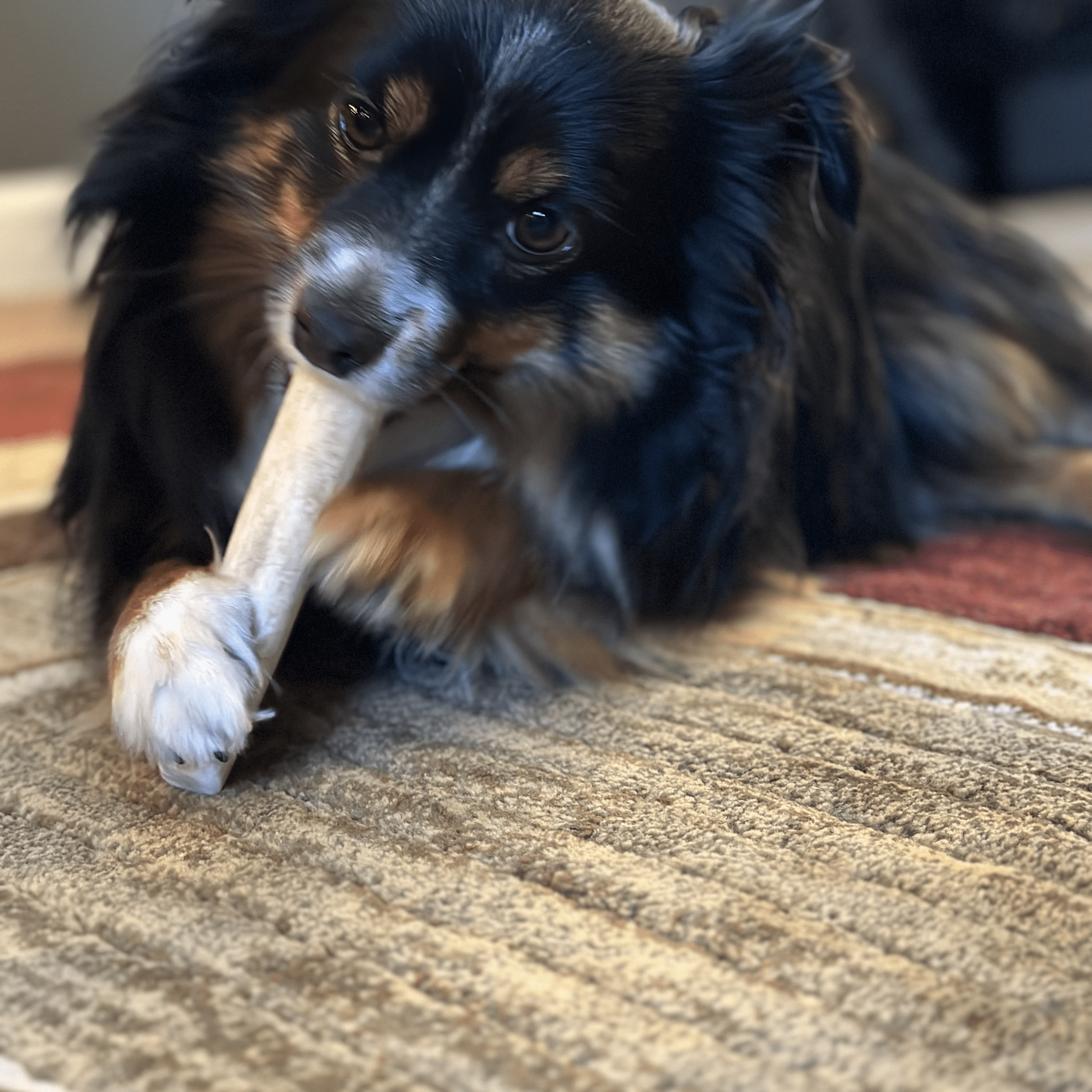 Elk Antler Dog Chews | All-Natural Whole and Split Chews for Dogs