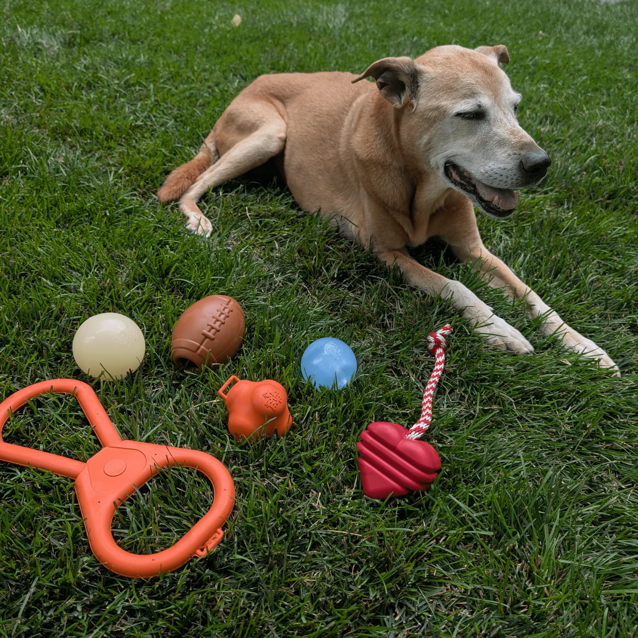 Chew Toy Assortment