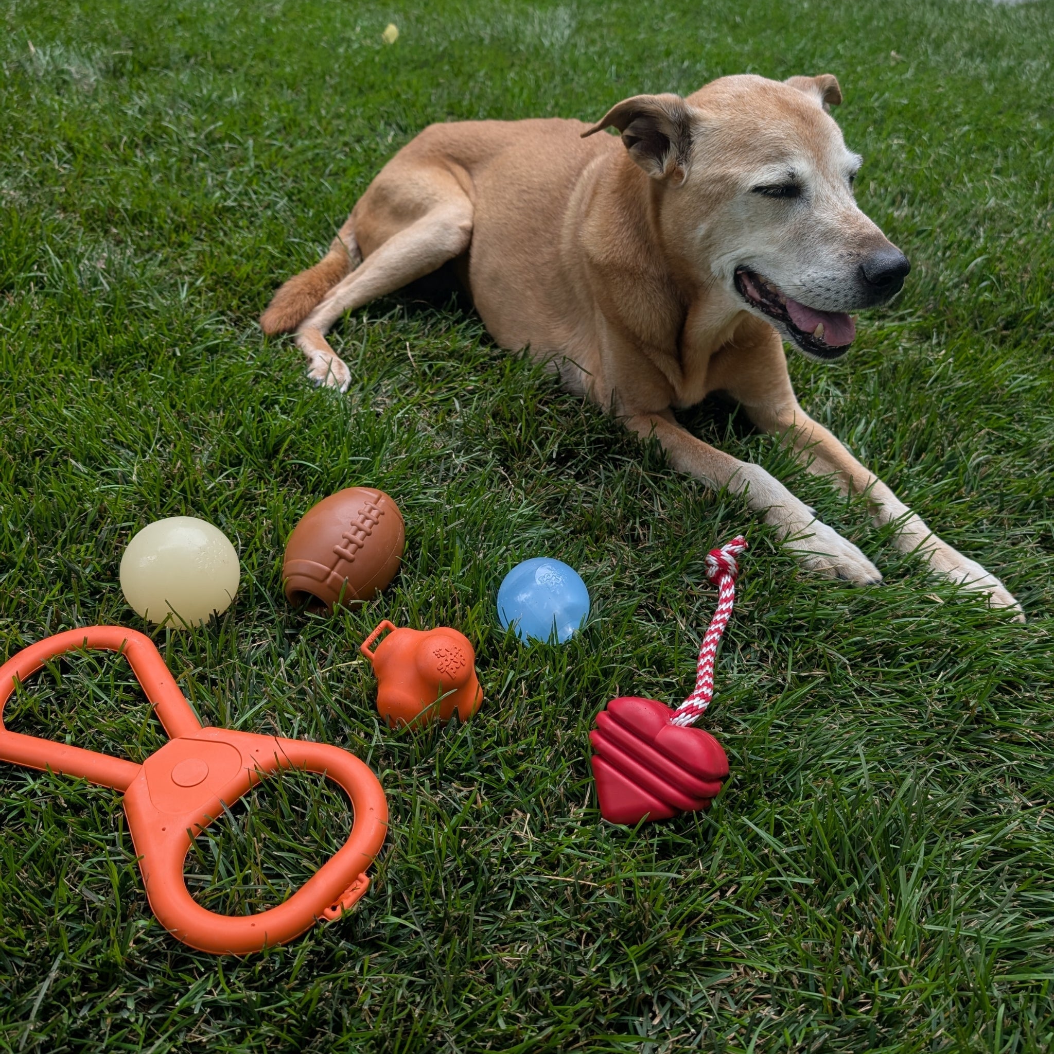 Chew Toy Assortment