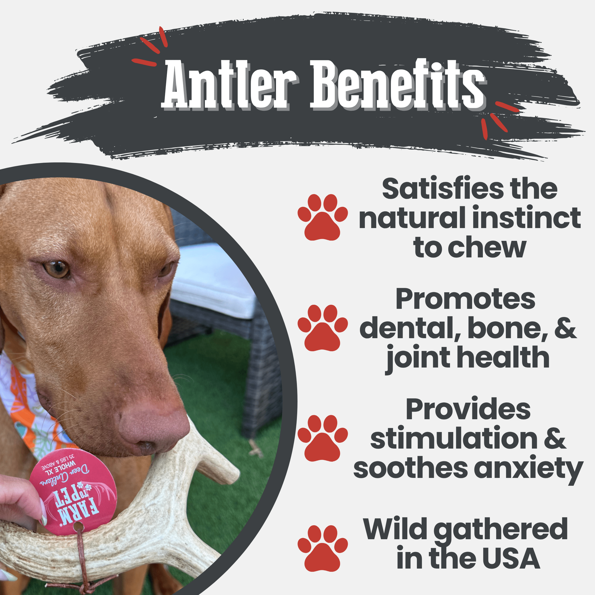 Deer Antler Dog Chews | Organic