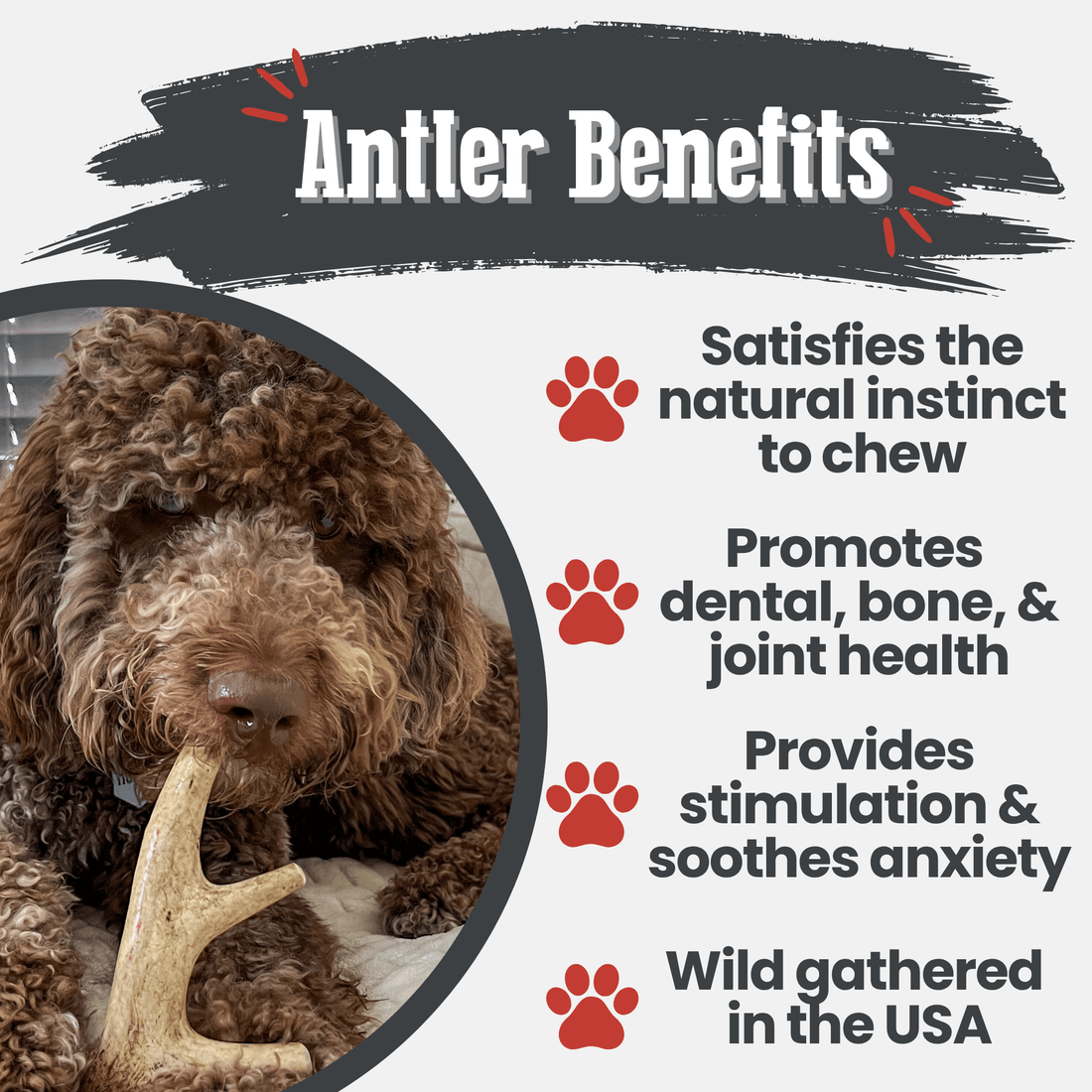Deer Antler Dog Chews | Organic
