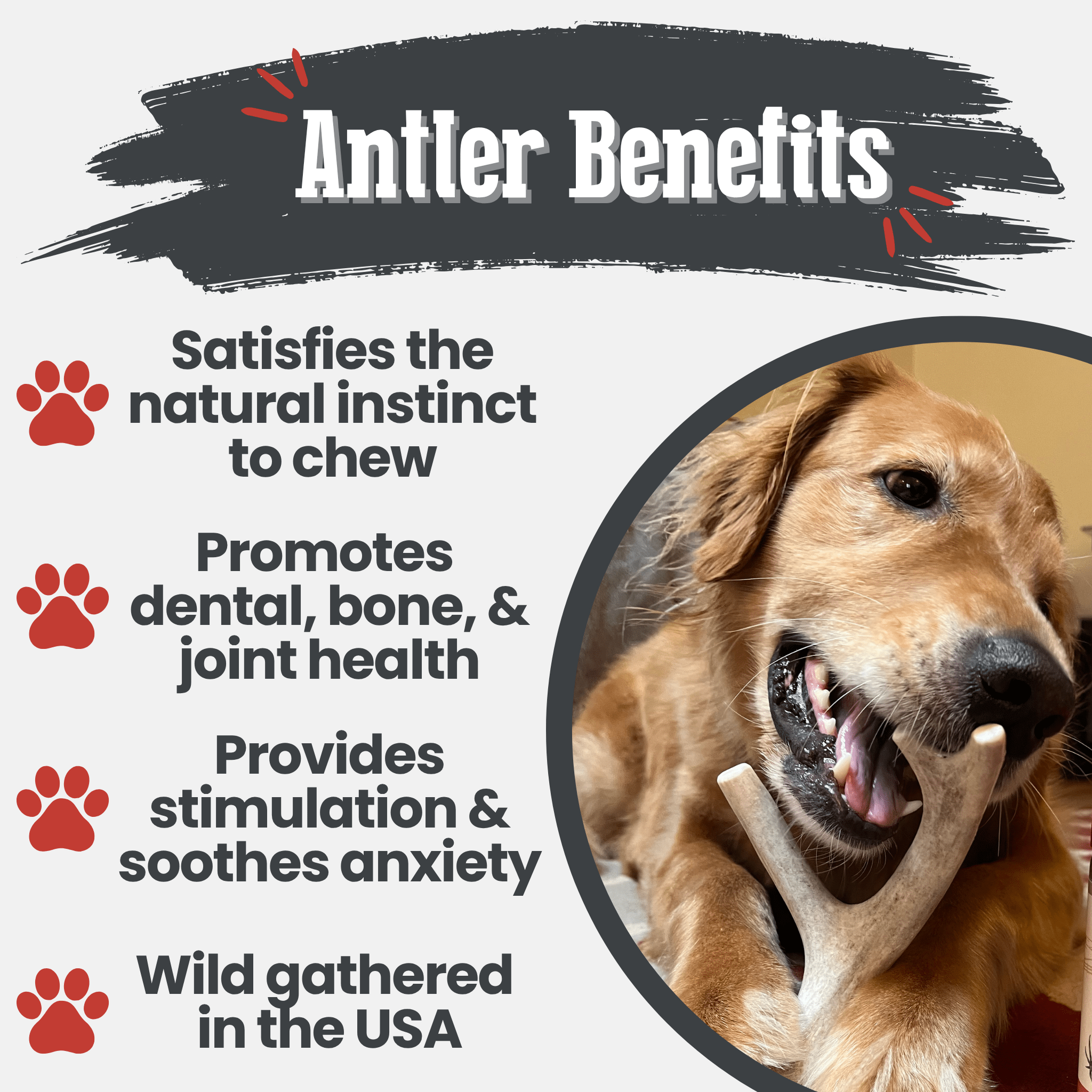 Deer Antler Dog Chews | Organic