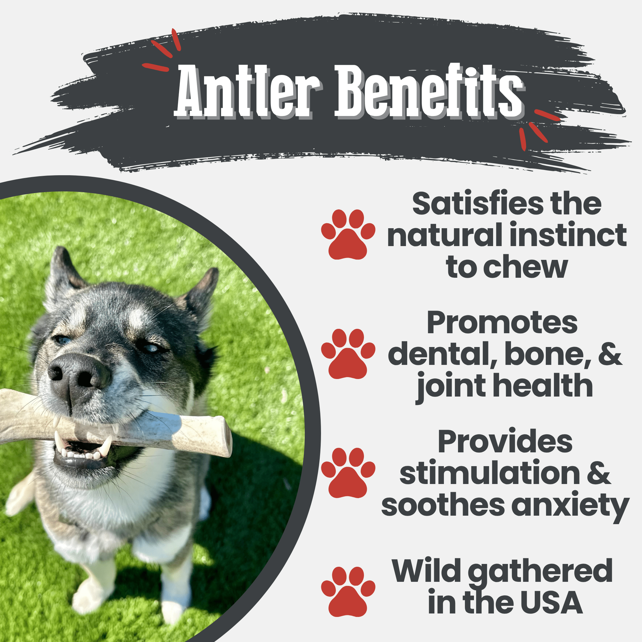 Reindeer Antler Dog Chews | Organic