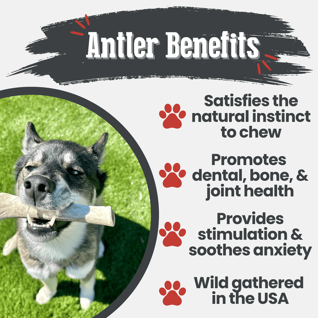Reindeer Antler Dog Chews | Organic