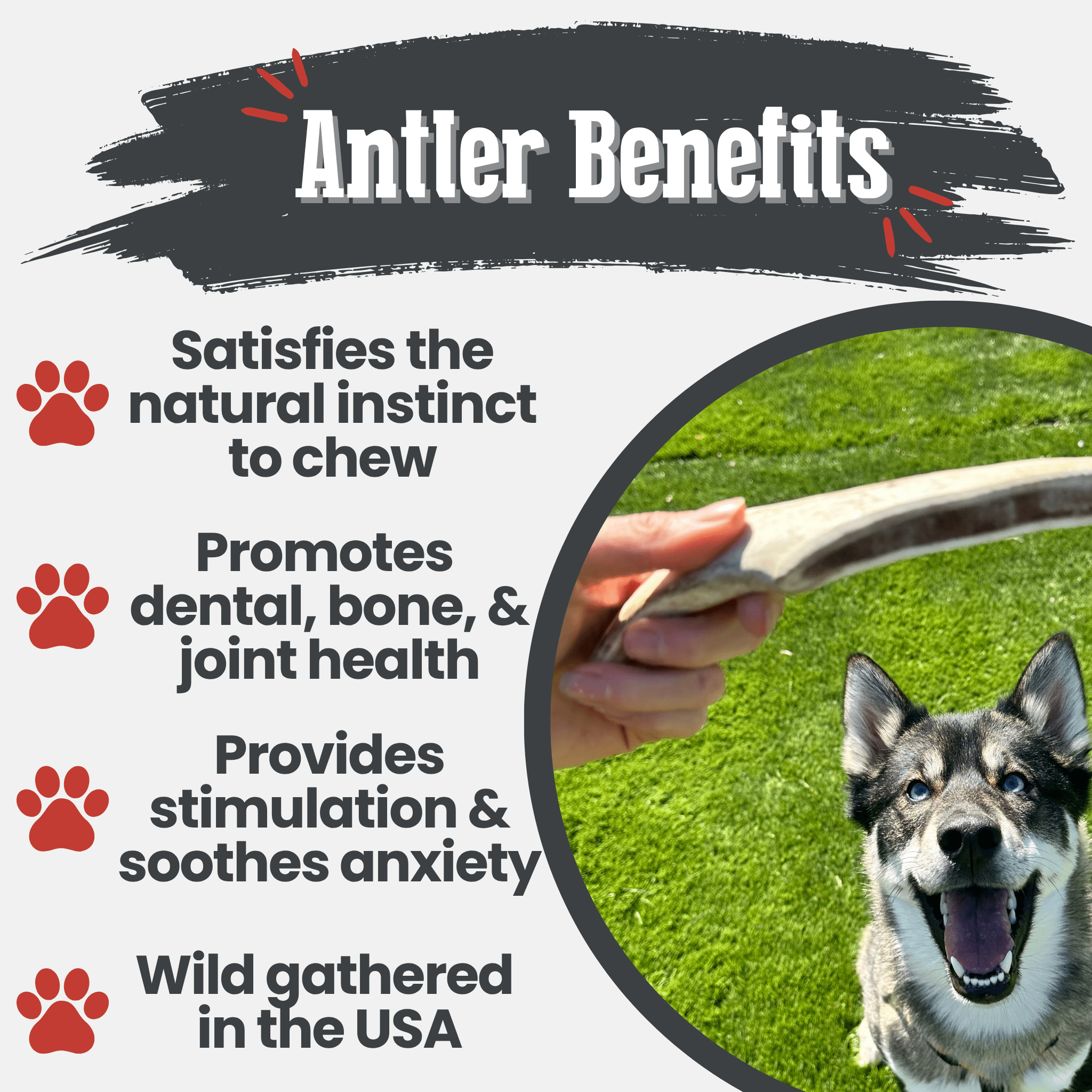 Reindeer Antler Dog Chews | Organic