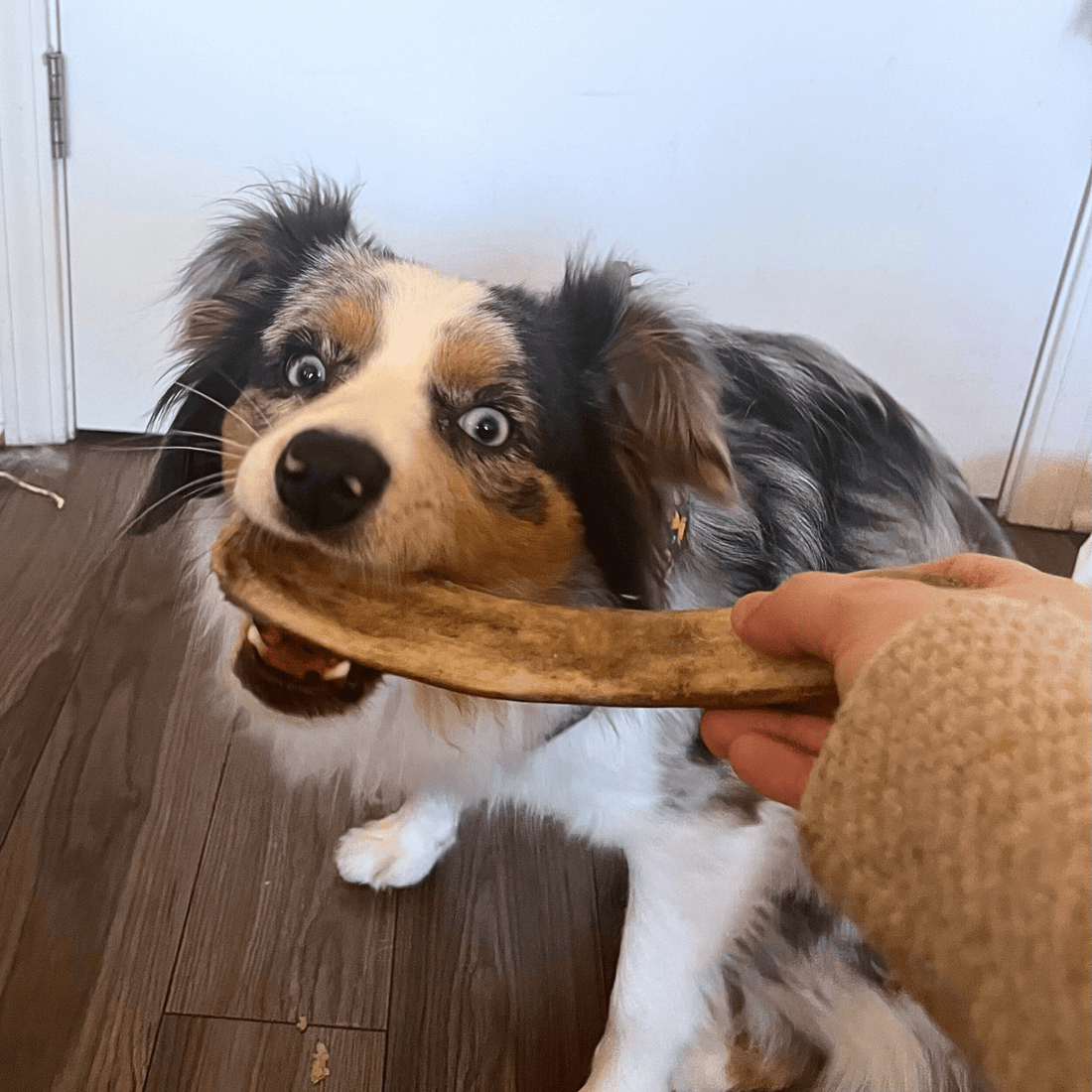 Reindeer Antler Dog Chews | Organic
