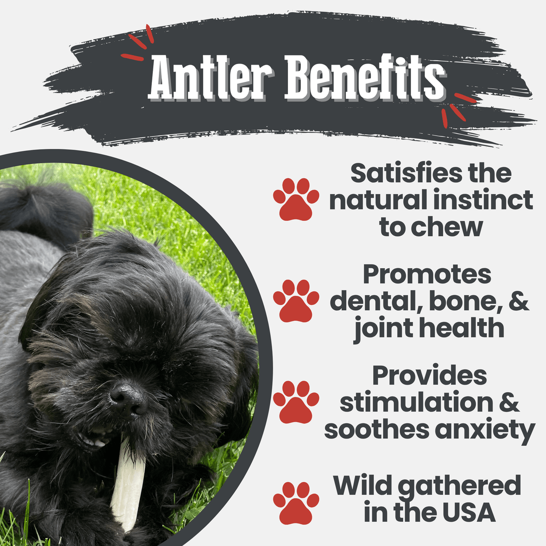 Reindeer Antler Dog Chews | Organic