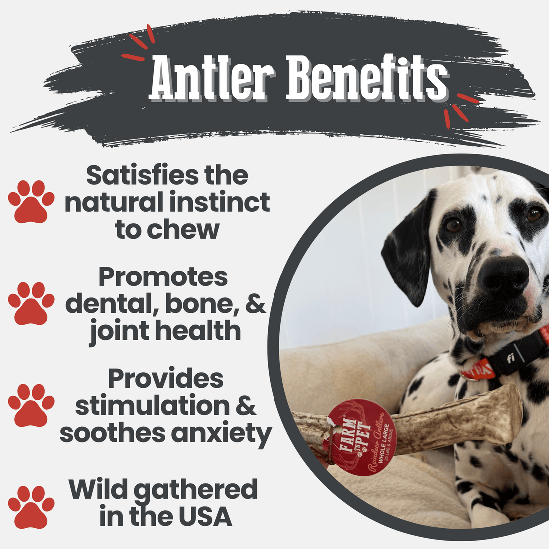 Reindeer Antler Dog Chews | Organic