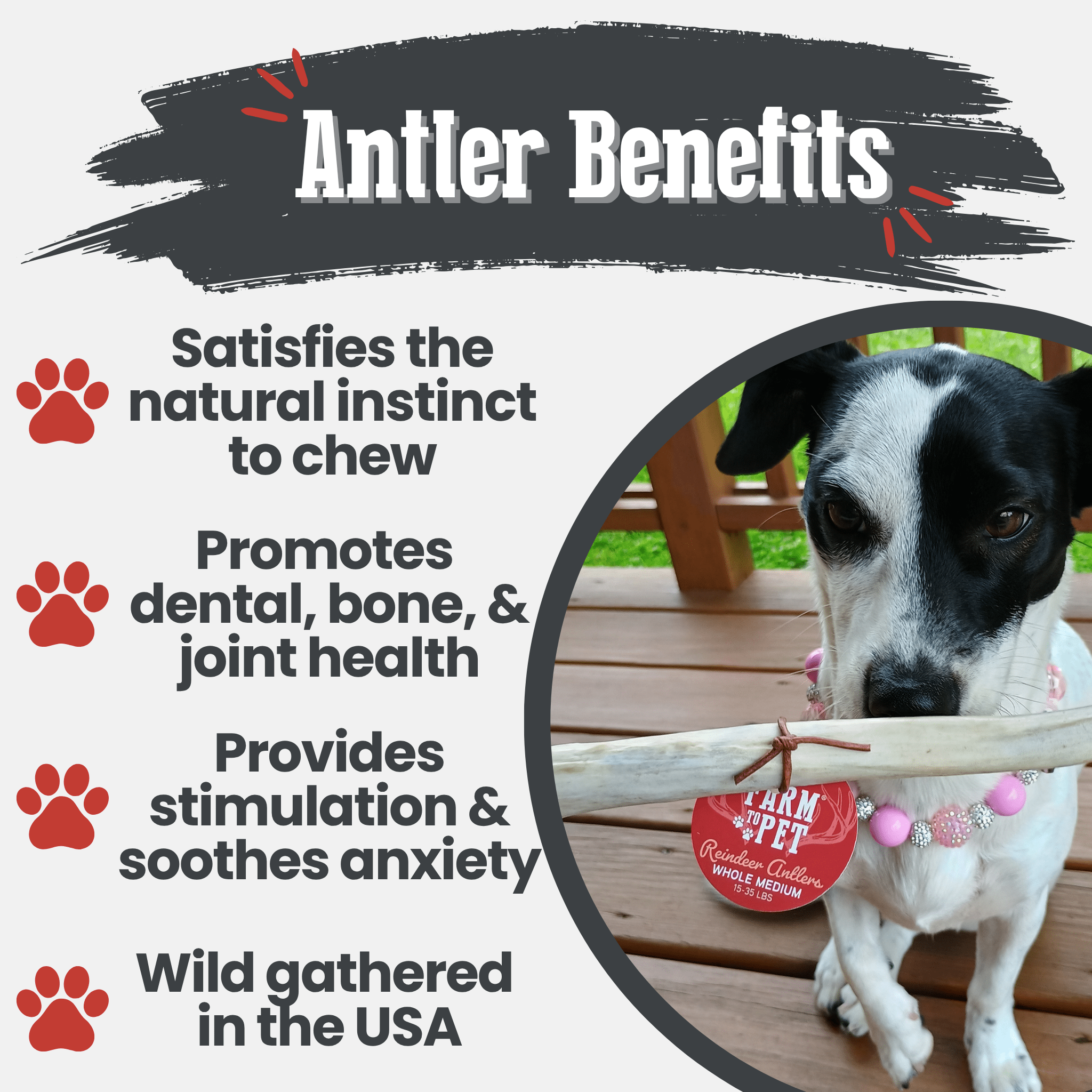 Reindeer Antler Dog Chews | Organic