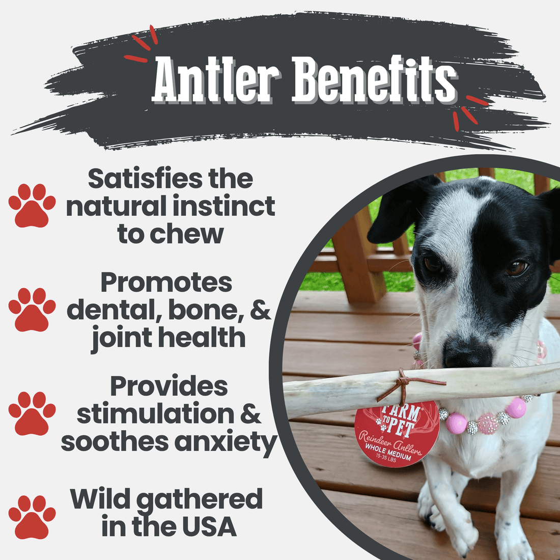 Reindeer Antler Dog Chews | Organic