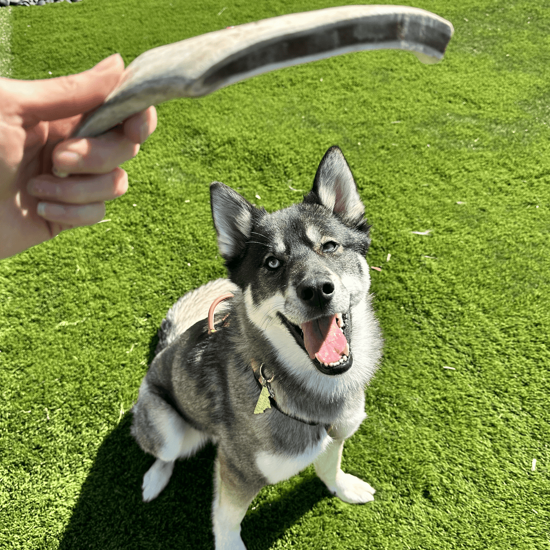 Reindeer Antler Dog Chews | Organic