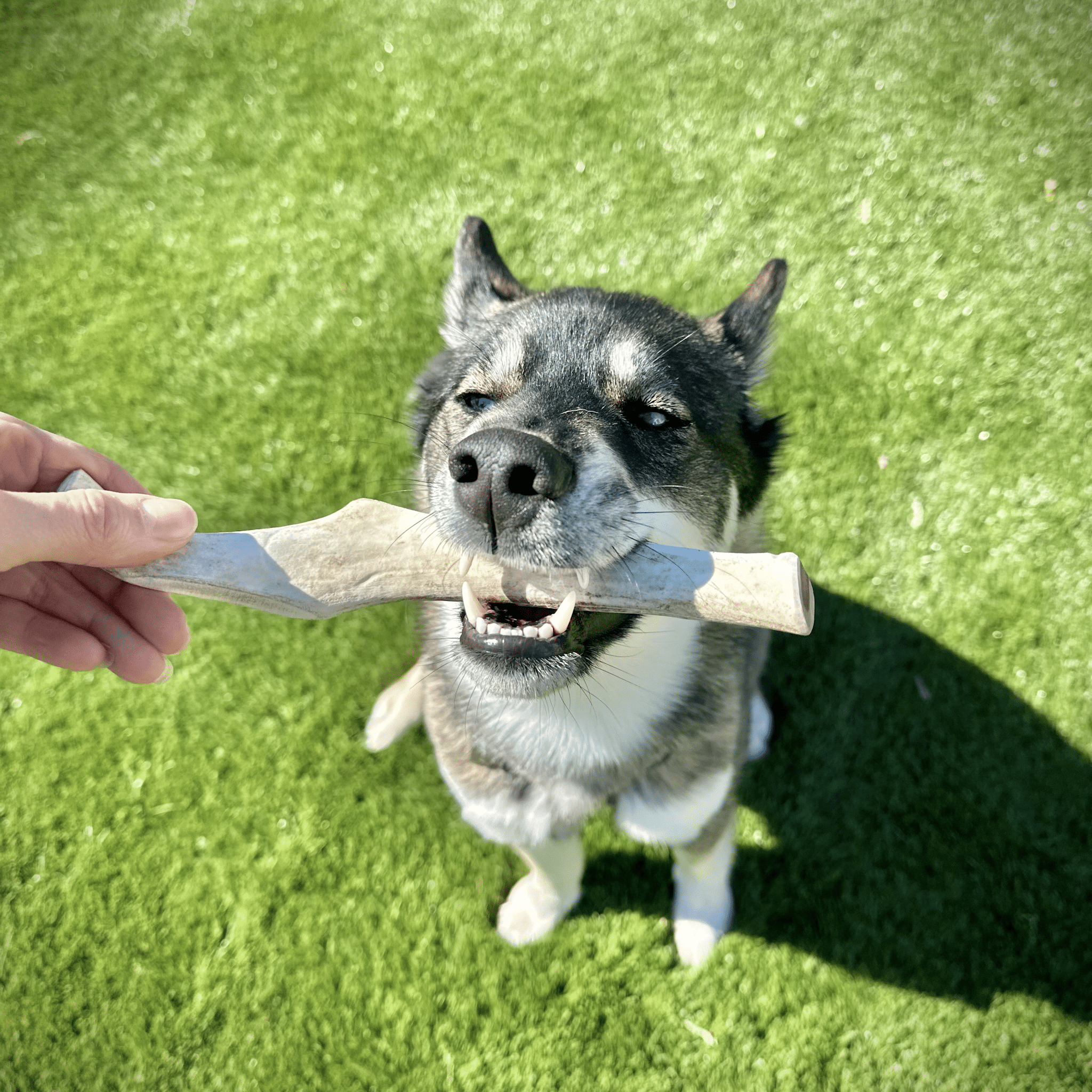 Reindeer Antler Dog Chews | Organic