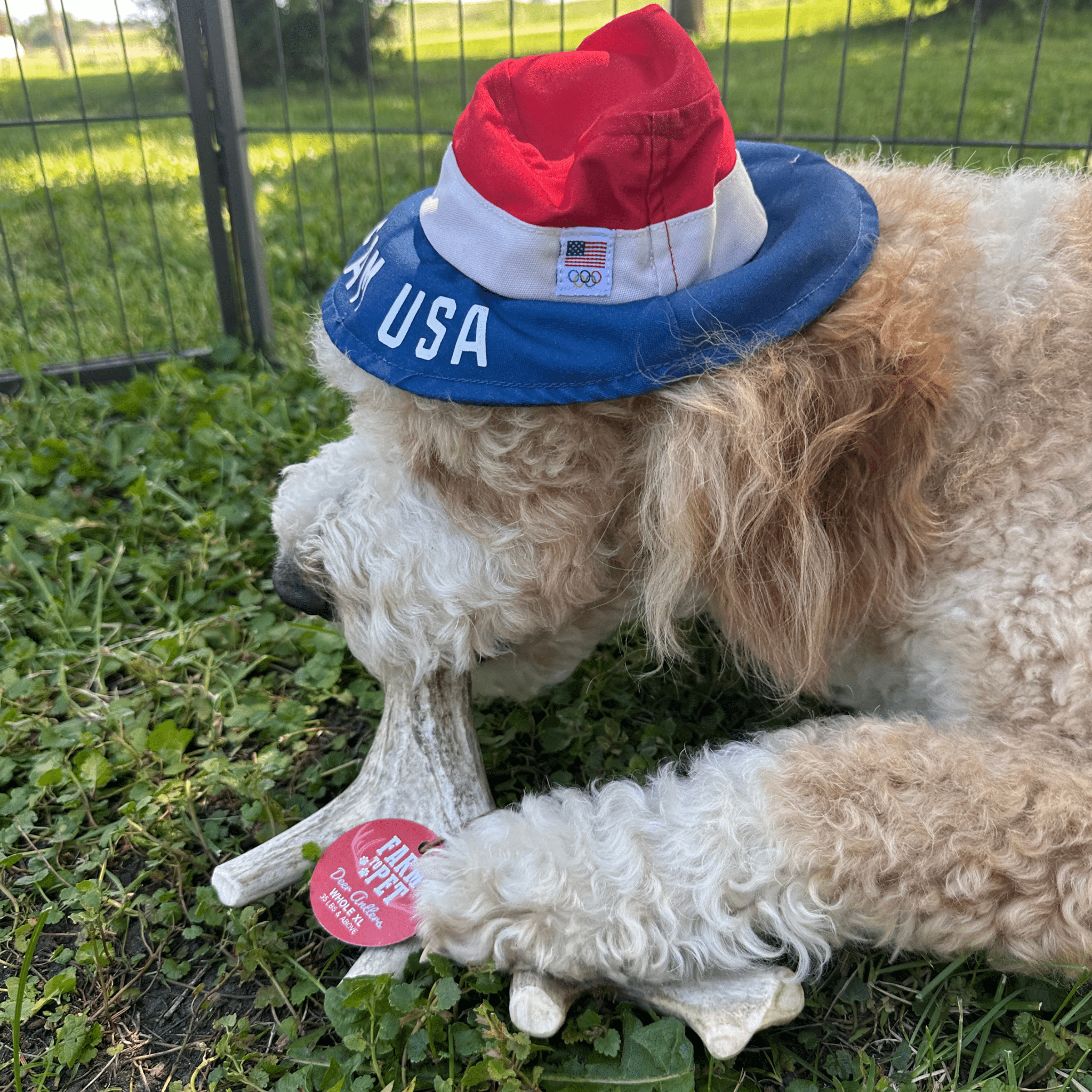 Deer Antler Dog Chews | Organic