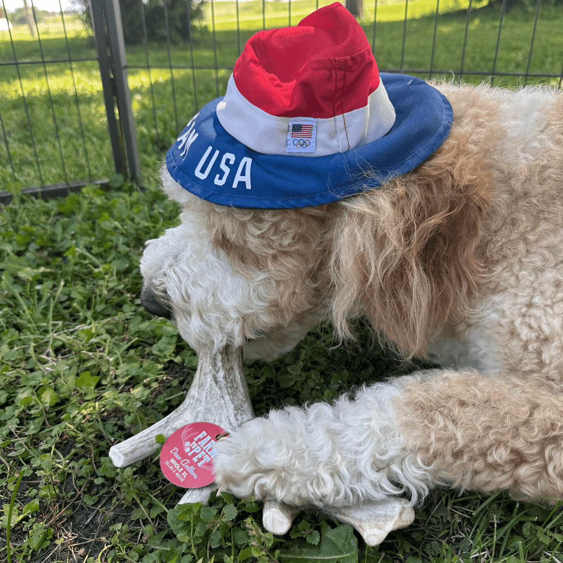 Deer Antler Dog Chews | Organic