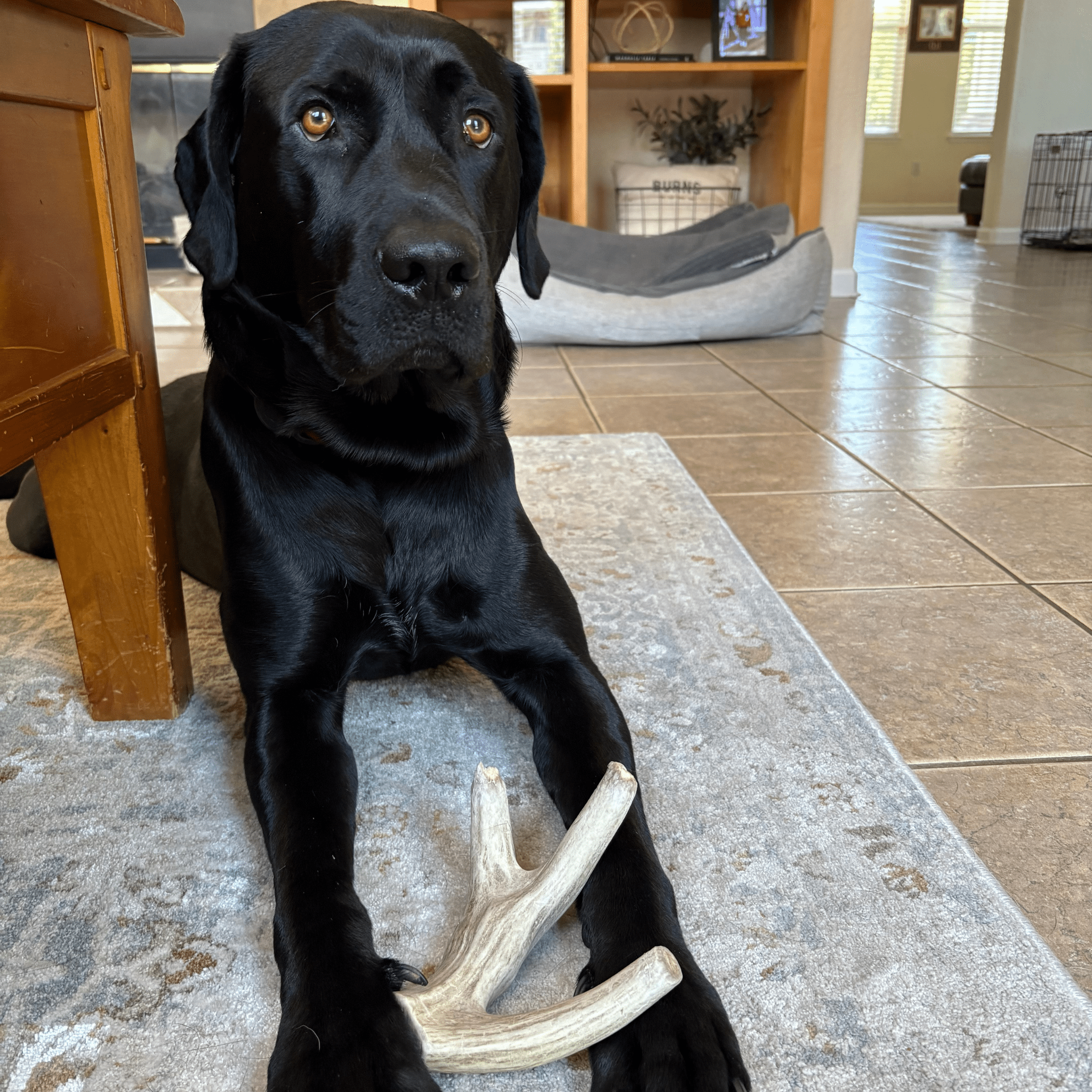 Deer Antler Dog Chews | Organic