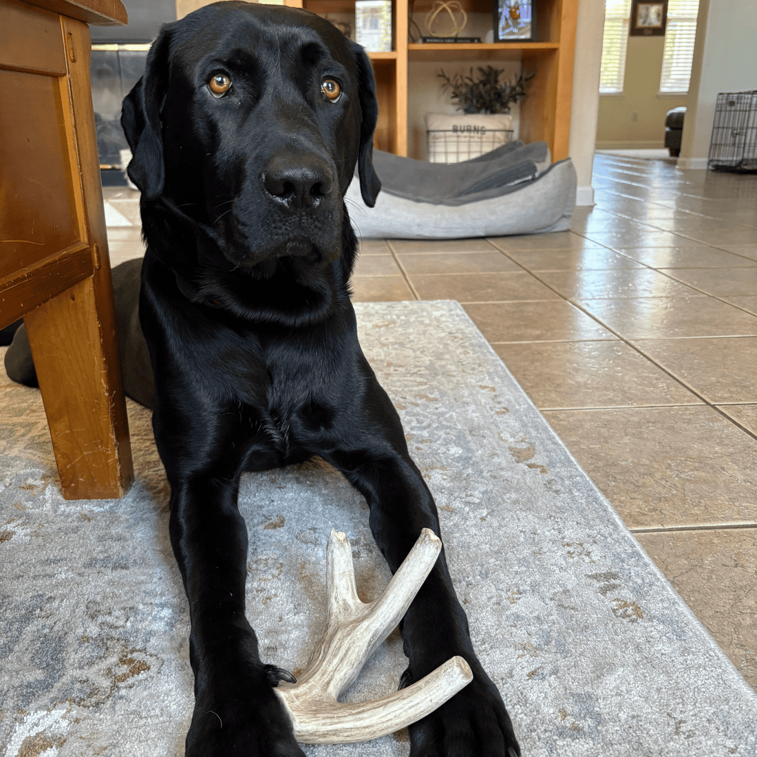 Deer Antler Dog Chews | Organic