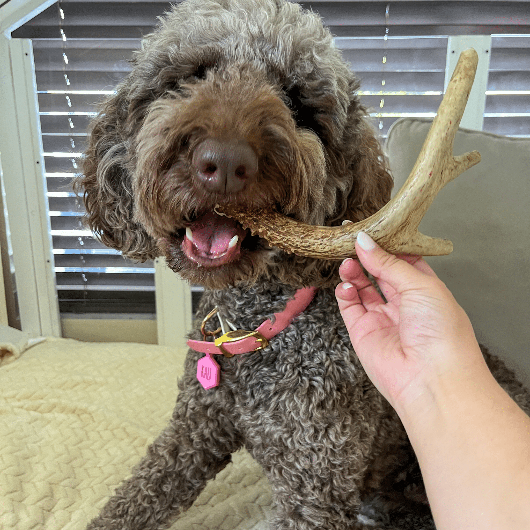 Deer Antler Dog Chews | Organic