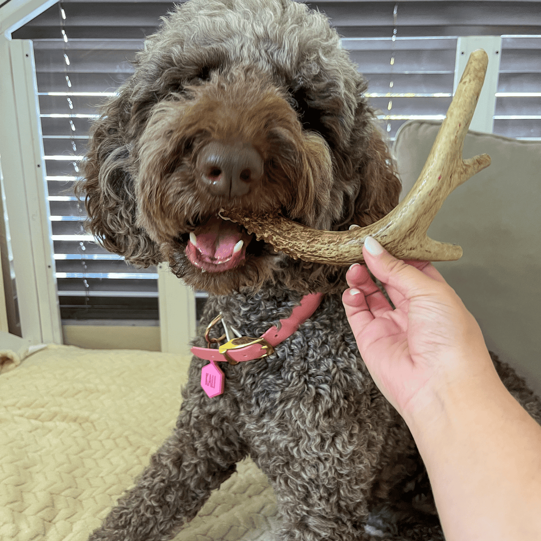 Deer Antler Dog Chews | Organic