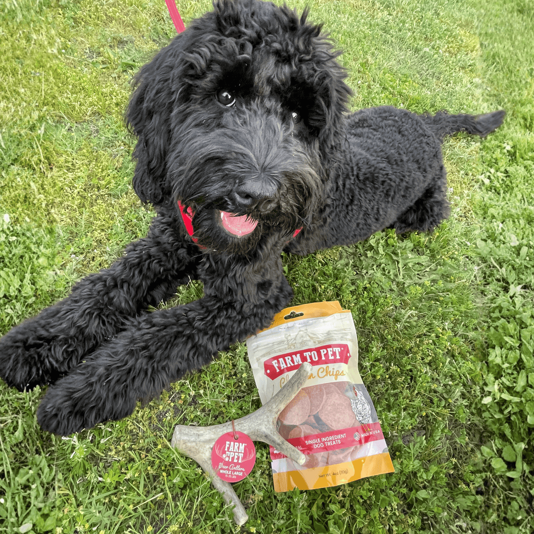 Deer Antler Dog Chews | Organic
