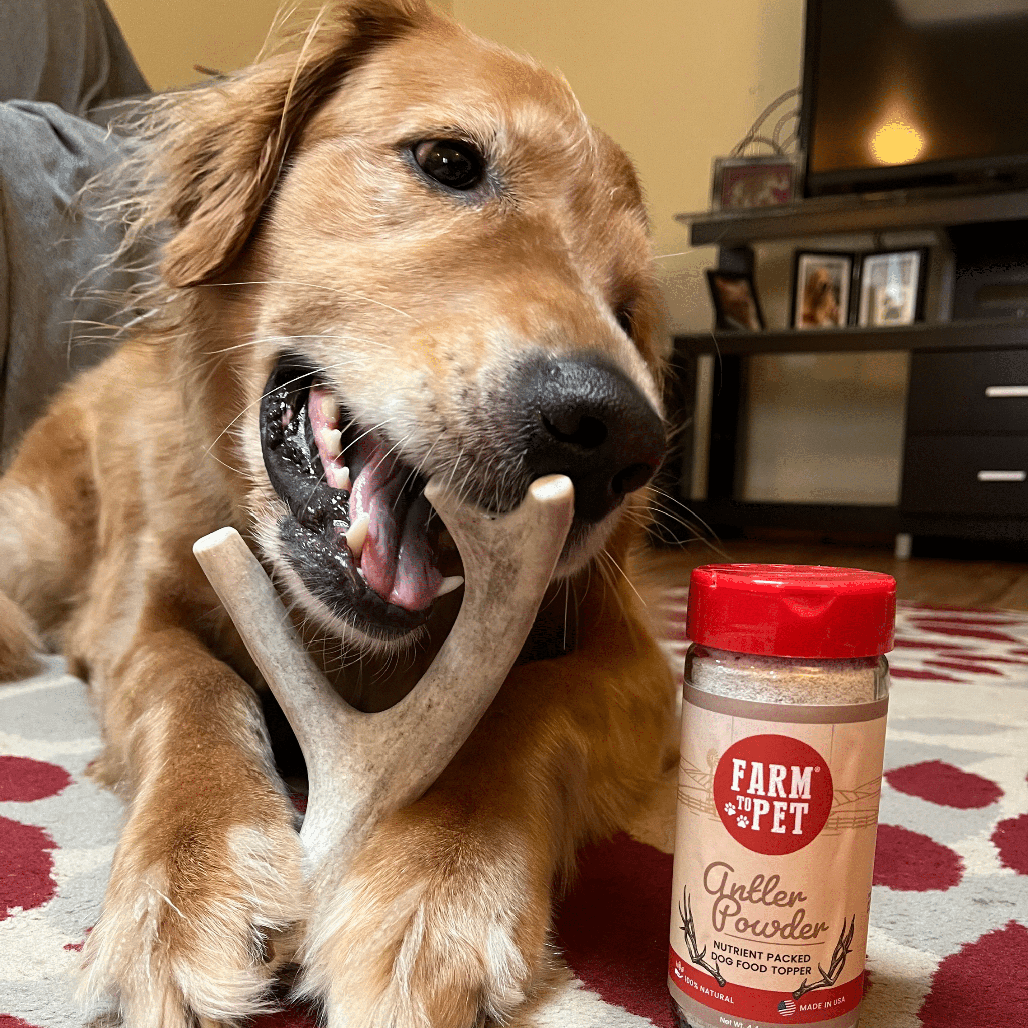 Deer Antler Dog Chews | Organic