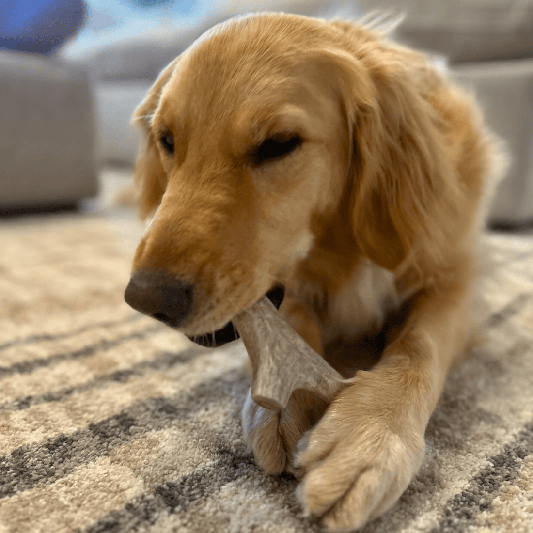 Deer Antler Dog Chews | Organic