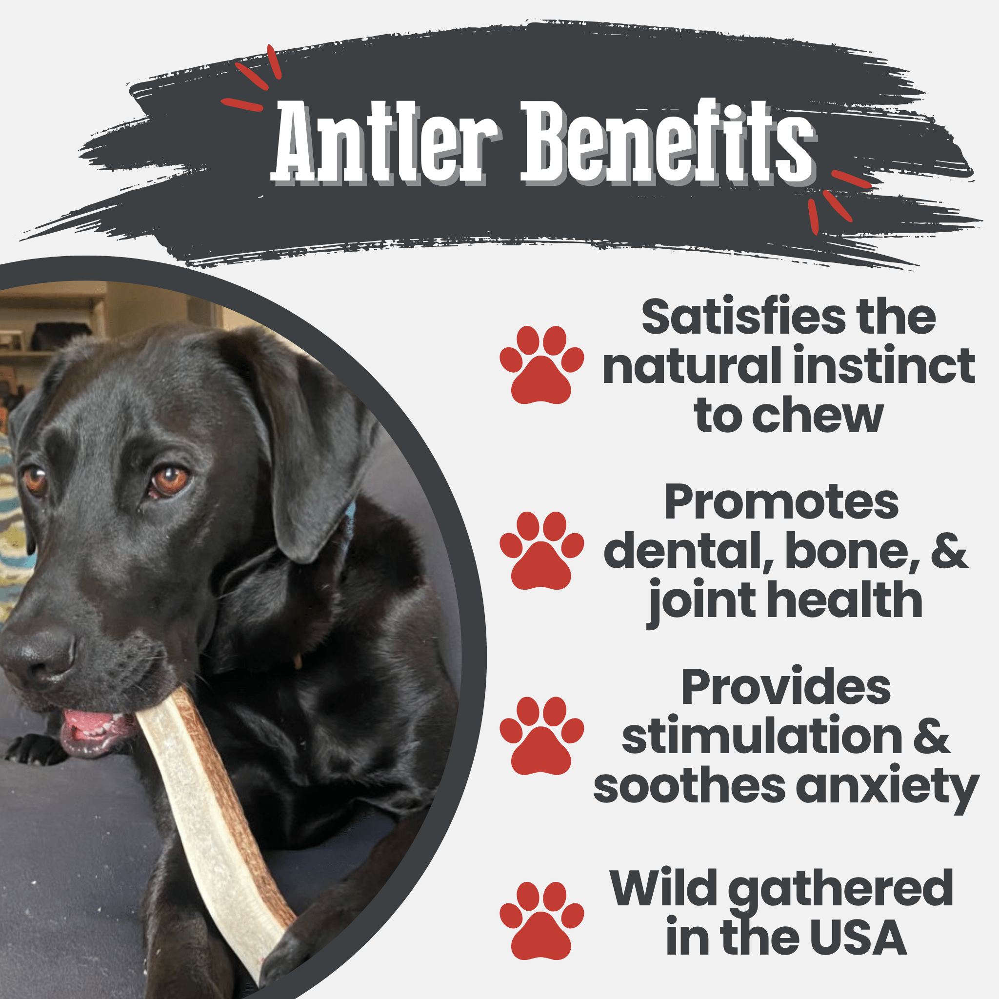 Elk Antler Dog Chews | All-Natural Whole and Split Chews for Dogs