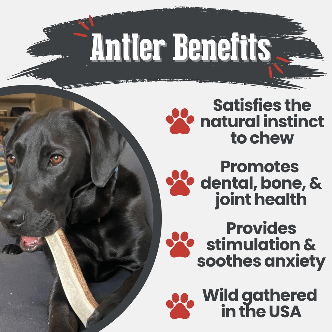 Elk Antler Dog Chews | All-Natural Whole and Split Chews for Dogs