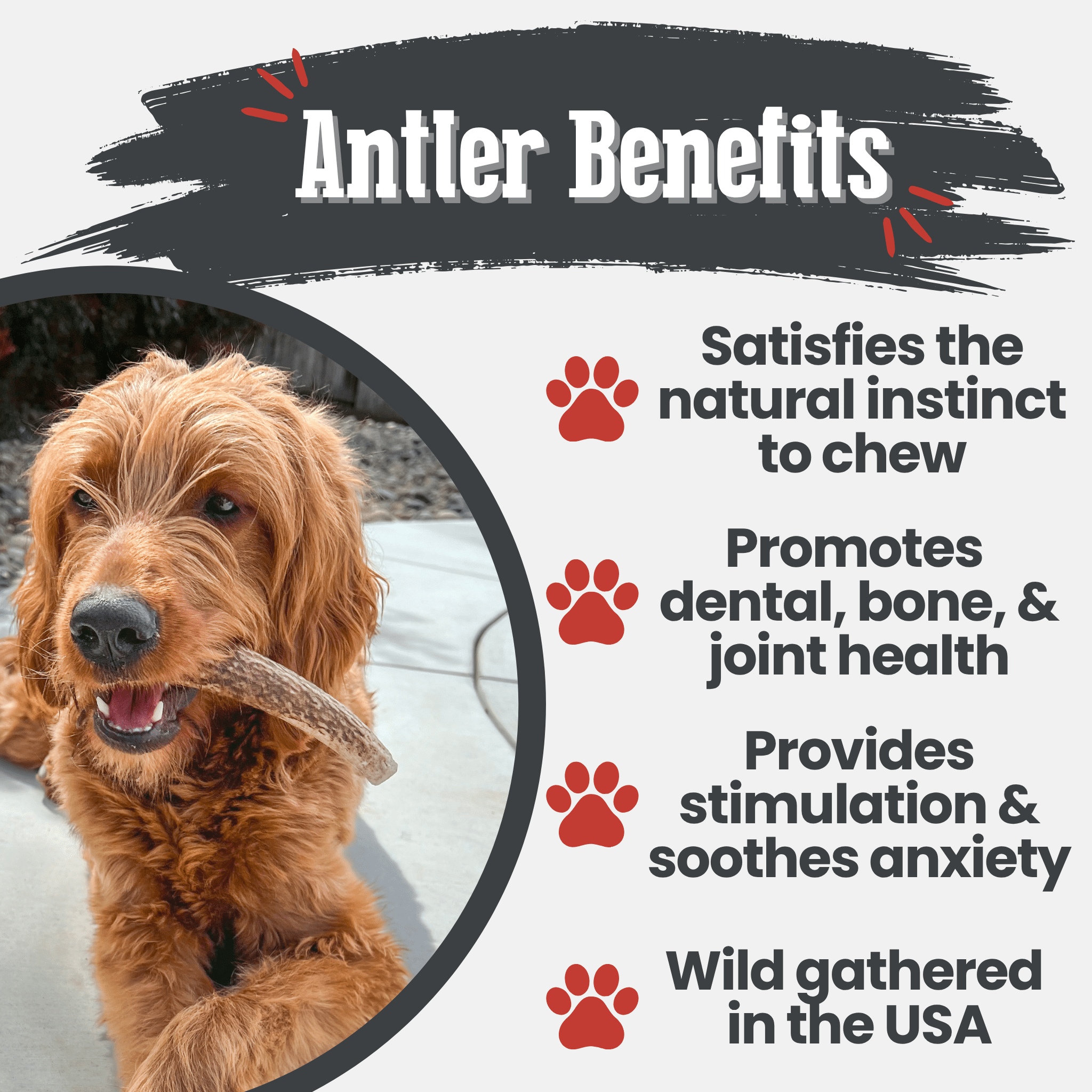 Elk Antler Dog Chews | All-Natural Whole and Split Chews for Dogs