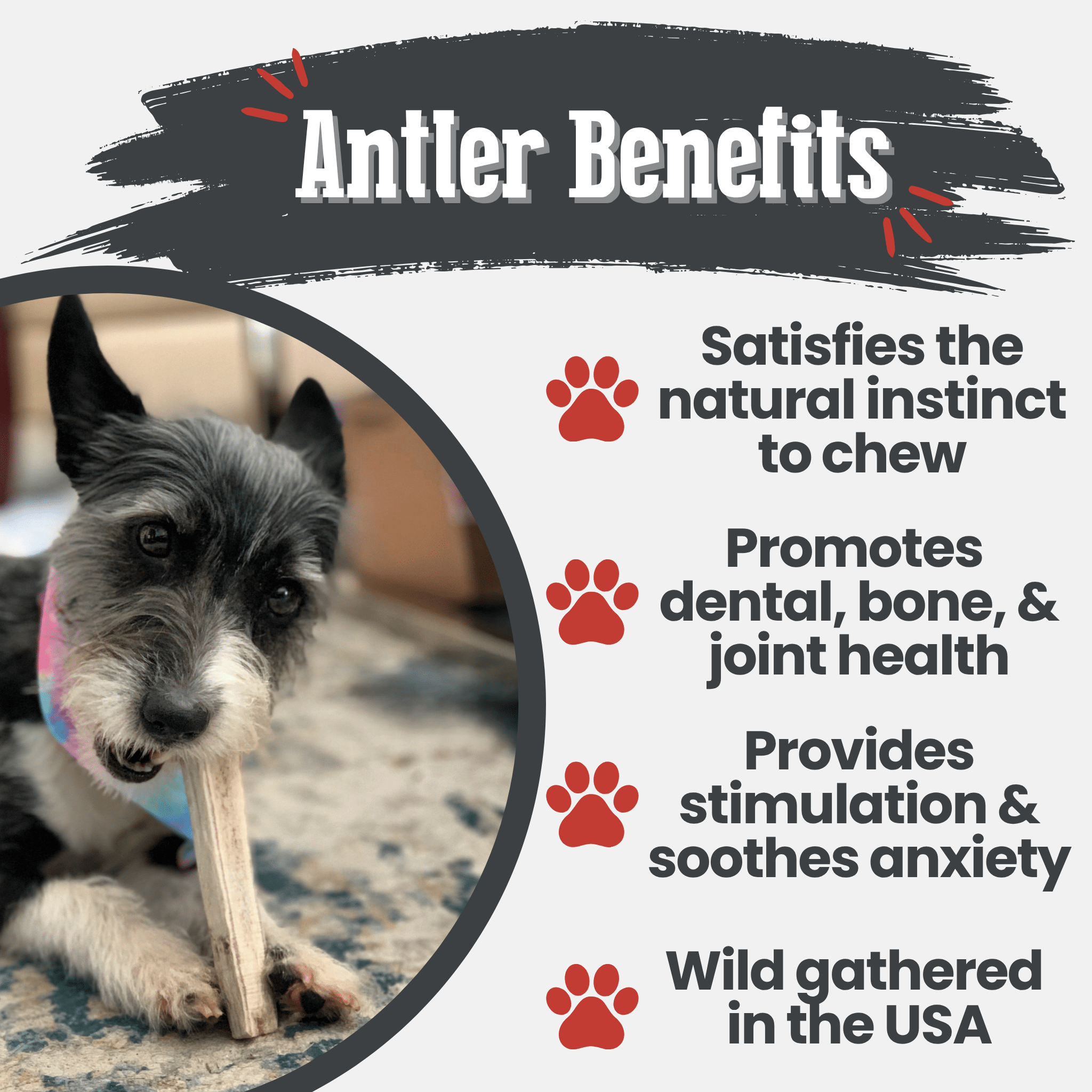Elk Antler Dog Chews | All-Natural Whole and Split Chews for Dogs