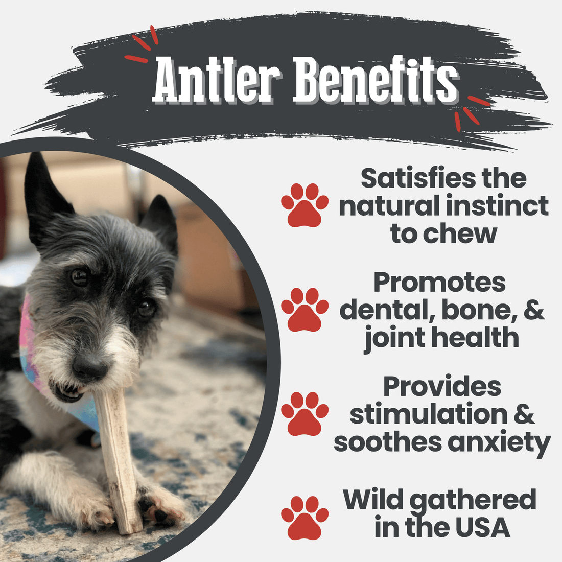 Elk Antler Dog Chews | All-Natural Whole and Split Chews for Dogs