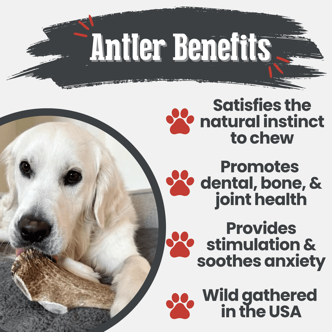 Elk Antler Dog Chews | All-Natural Whole and Split Chews for Dogs