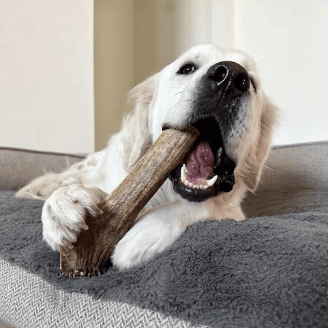 Elk Antler Dog Chews | All-Natural Whole and Split Chews for Dogs