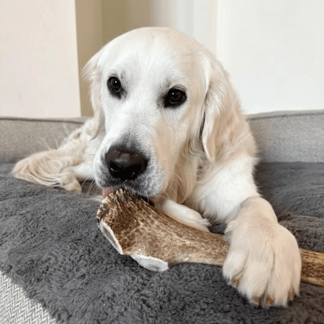 Elk Antler Dog Chews | All-Natural Whole and Split Chews for Dogs