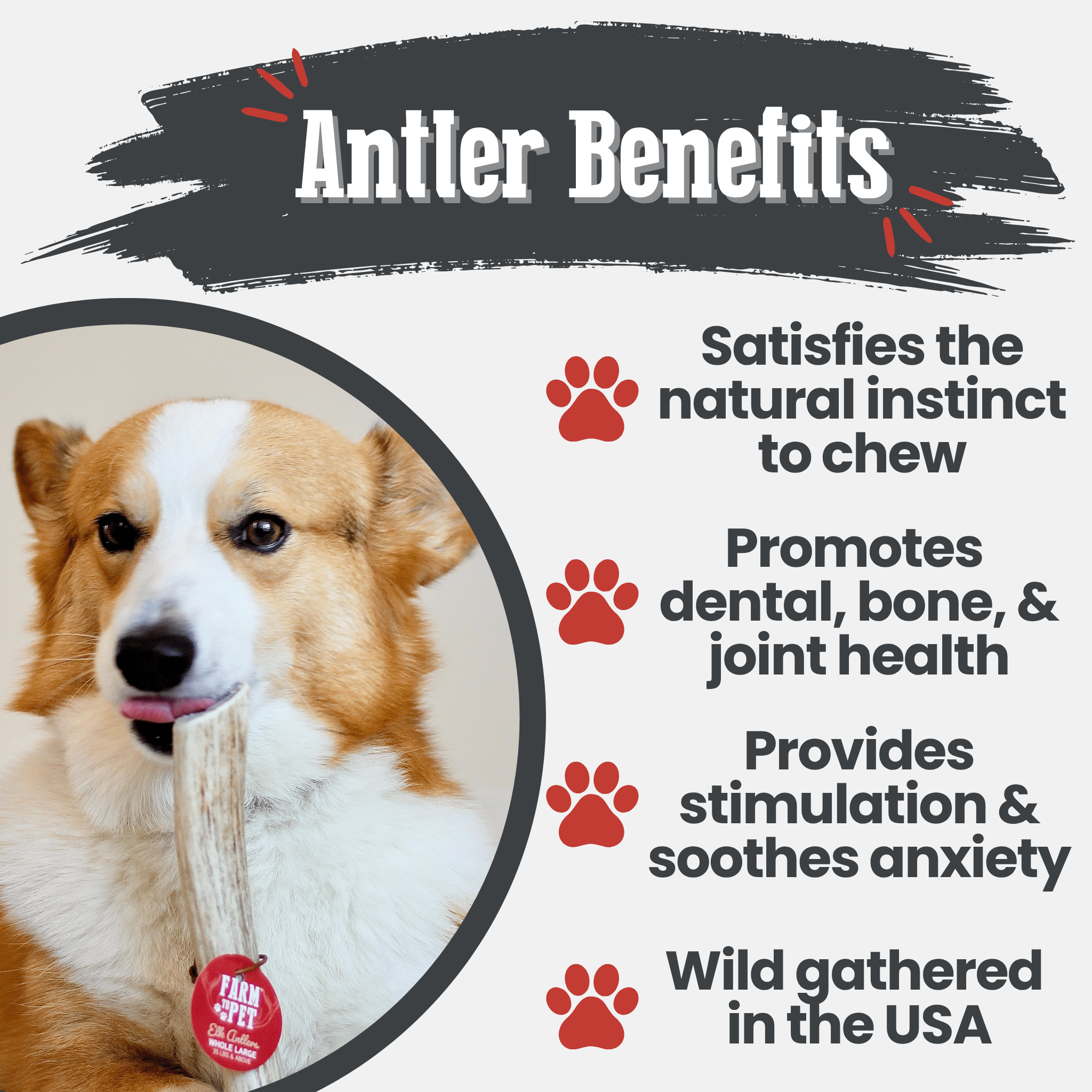 Elk Antler Dog Chews | All-Natural Whole and Split Chews for Dogs