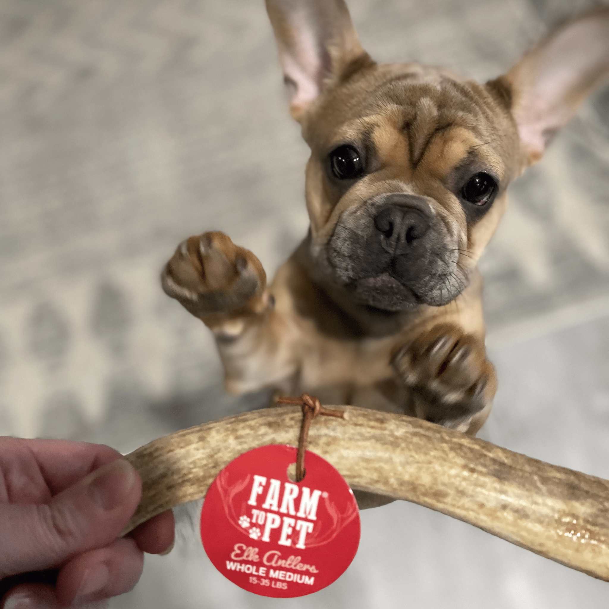 Elk Antler Dog Chews | All-Natural Whole and Split Chews for Dogs
