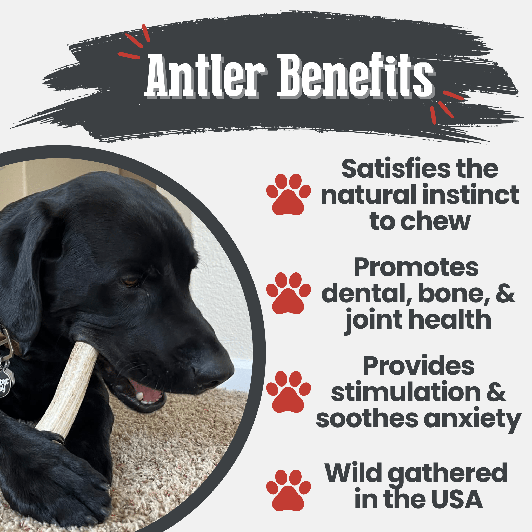 Elk Antler Dog Chews | All-Natural Whole and Split Chews for Dogs