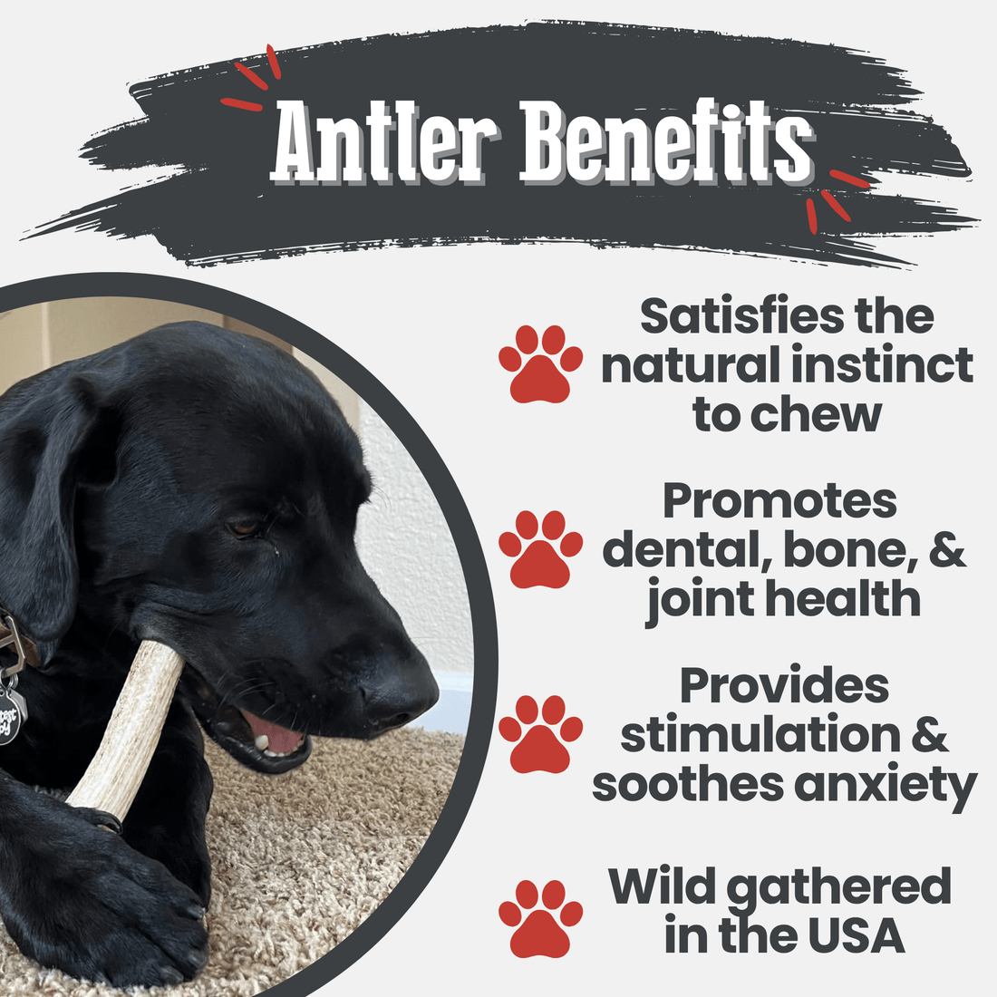 Elk Antler Dog Chews | All-Natural Whole and Split Chews for Dogs