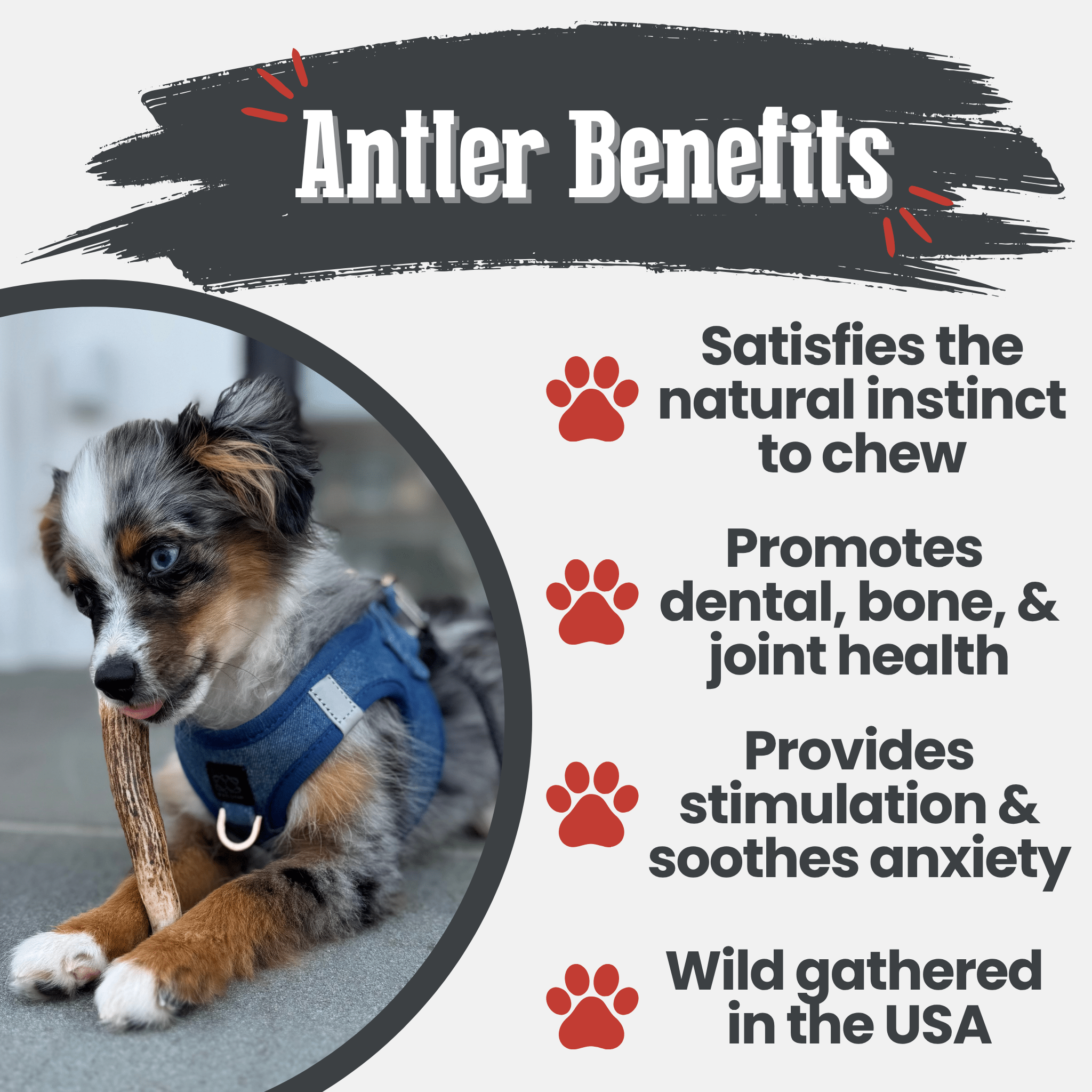 Elk Antler Dog Chews | All-Natural Whole and Split Chews for Dogs