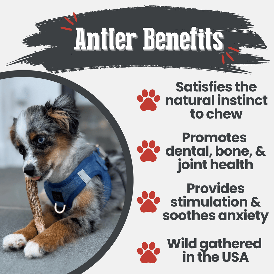 Elk Antler Dog Chews | All-Natural Whole and Split Chews for Dogs
