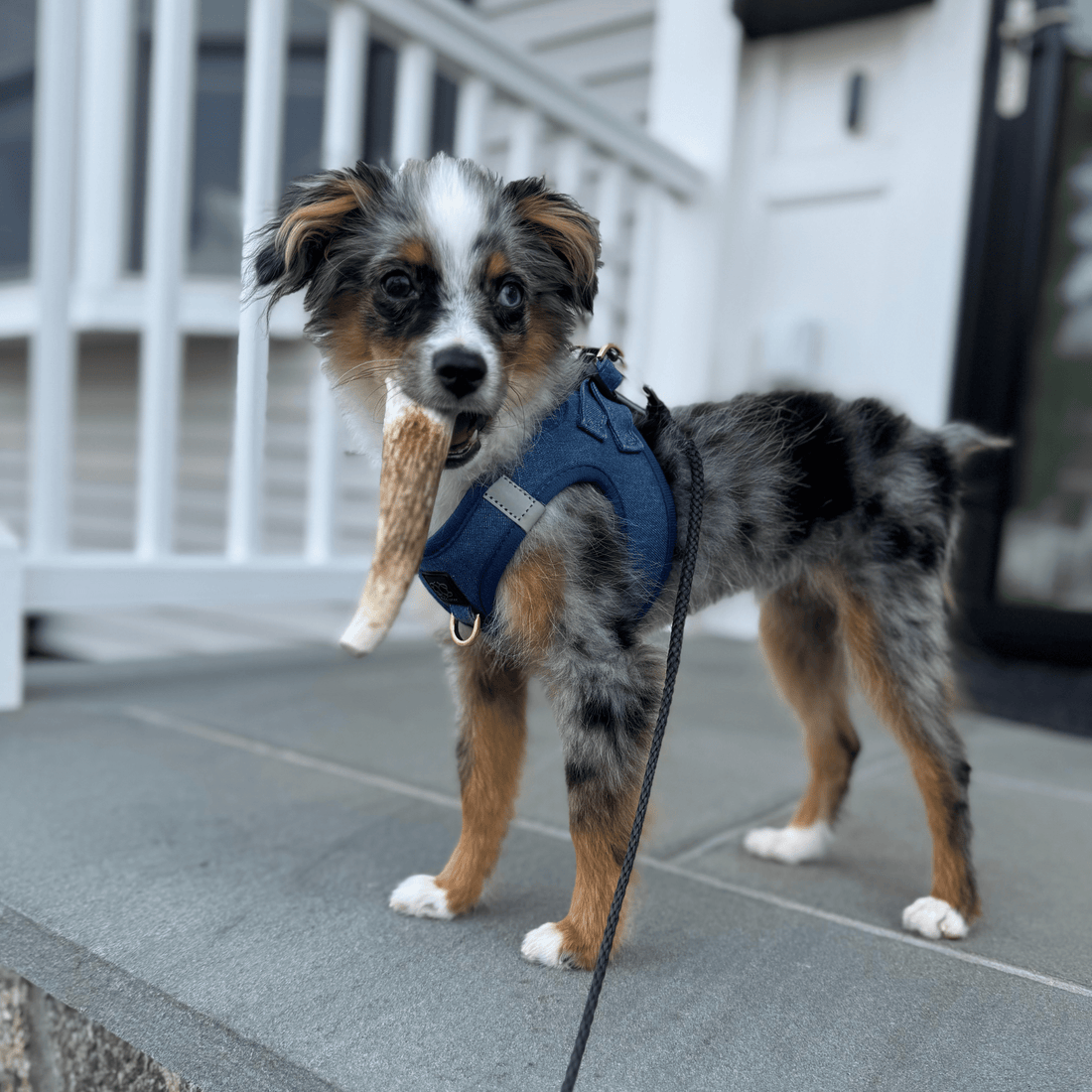 Elk Antler Dog Chews | All-Natural Whole and Split Chews for Dogs