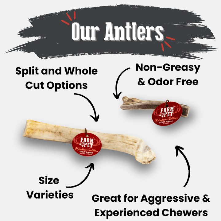 Reindeer Antler Dog Chews | Organic
