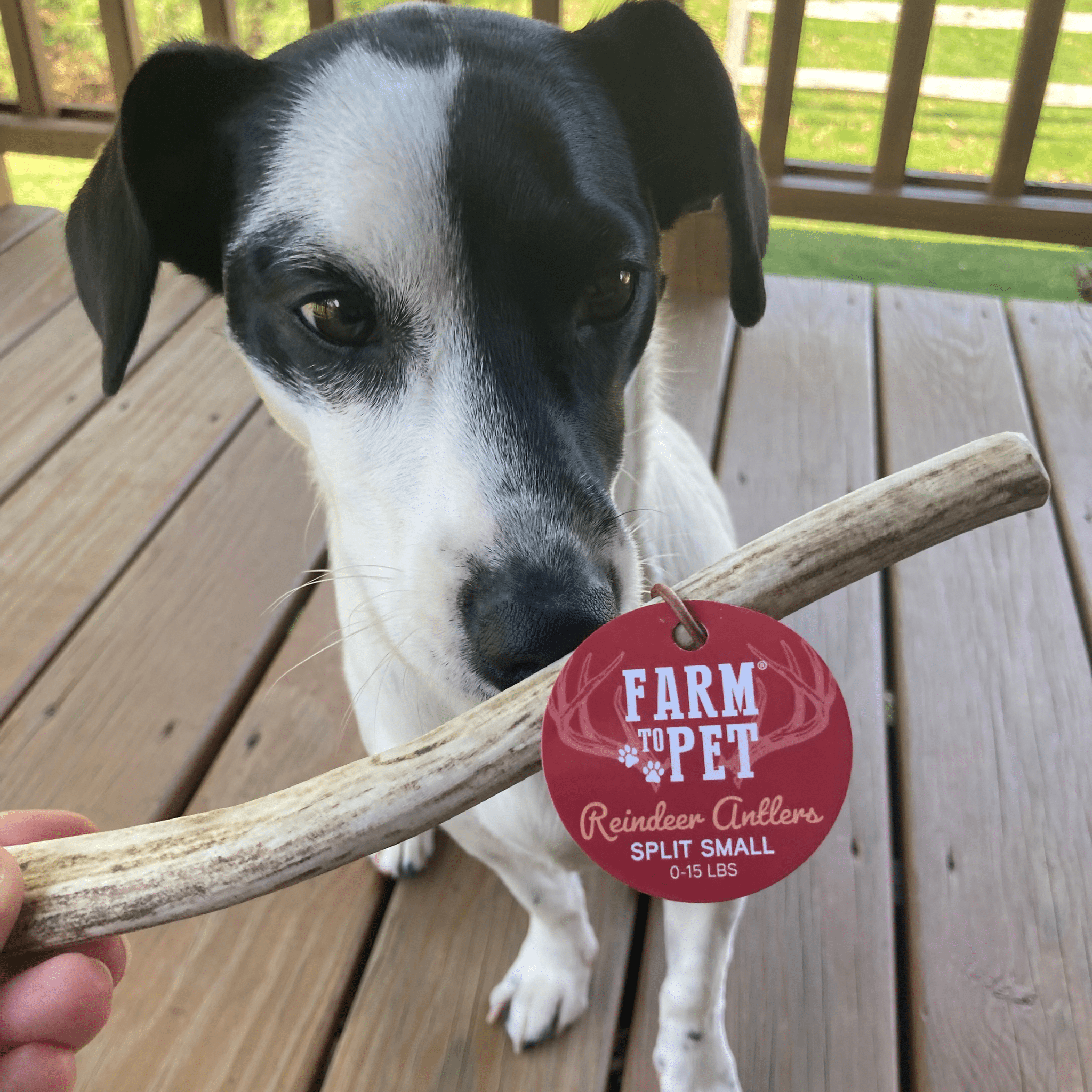 Reindeer Antler Dog Chews | Organic