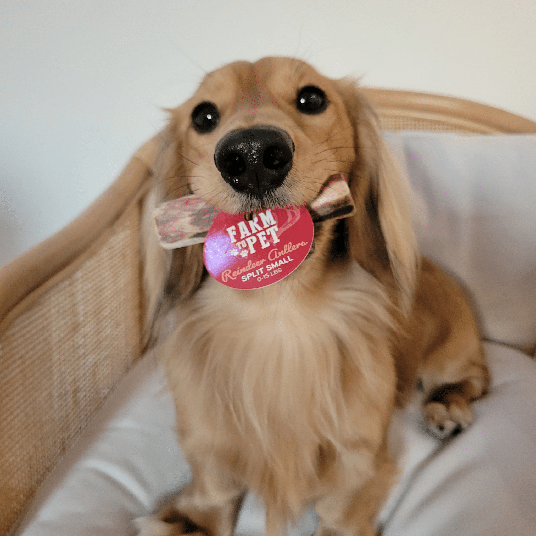 Reindeer Antler Dog Chews | Organic