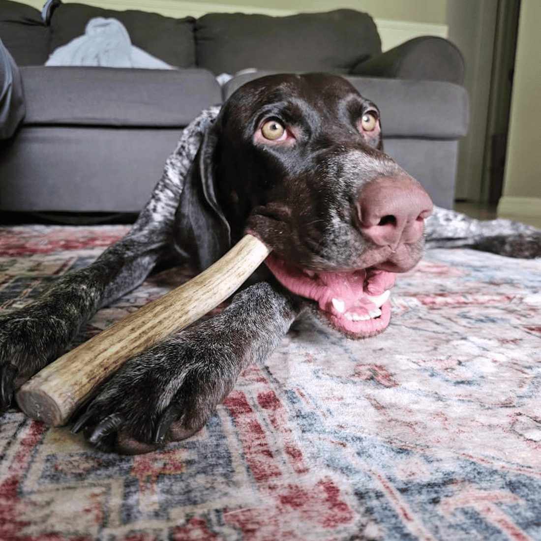 Reindeer Antler Dog Chews | Organic